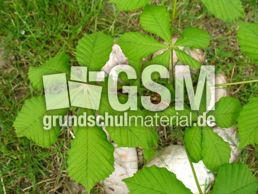 Kastanienbaum 003.JPG